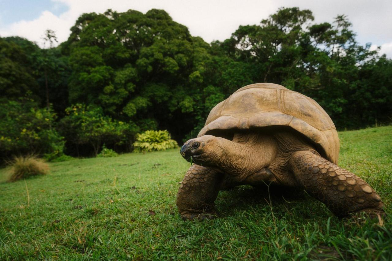 Ferney Nature Lodge Mahébourg Dış mekan fotoğraf